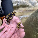 Barranc de Les Canals o La Comella